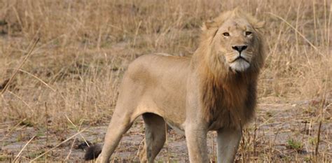 Sneaky Lions In Zambia Are Moving Across Areas Thought Uninhabitable