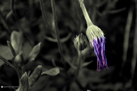 L Amore Un Bellissimo Fiore Ma Bisogna Vere Il Coraggio Di