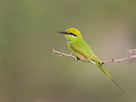 African Bird Club