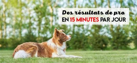 Trucs De Pro Mission Possible Dresser Son Chien En 15 Minutes Ou