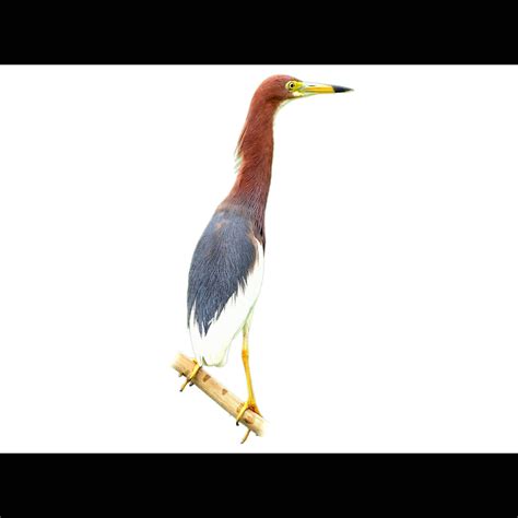 Chinese Pond Heron Ardeola Bacchus Species Guide Birda