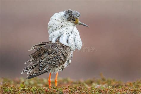 Ruff Stock Image Image Of Plumage Distinct Collar 121224773