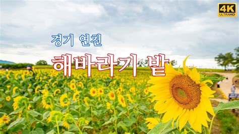 경기 연천 호로고루 해바라기밭 Sunflower Field In Yeoncheon Korea 4k Youtube