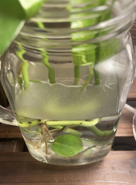 Thin layer of ??? In propagation water : r/propagation