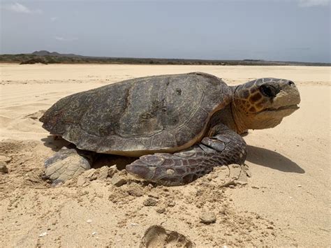 Au départ de Boa Vista Soirée d observation des tortues et de la