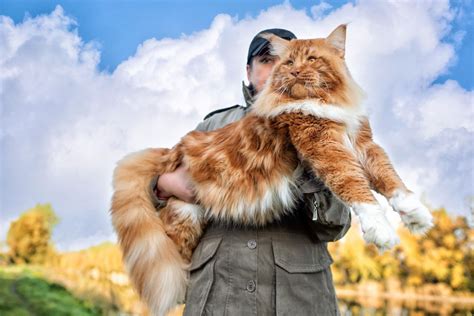 Największy kot domowy to piękny i dostojny Maine Coon Koty pl