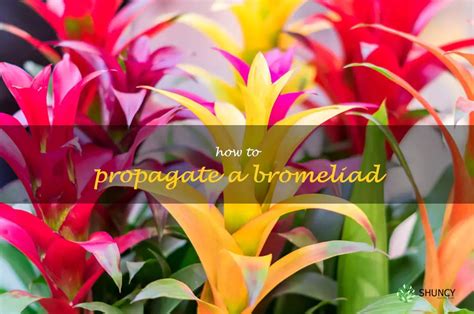 Mastering The Art Of Propagating Bromeliads A Step By Step Guide Shuncy