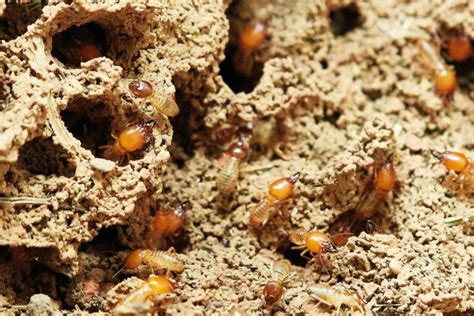 Anti Termite Treatment Pre Post Construction Treatment Procedure