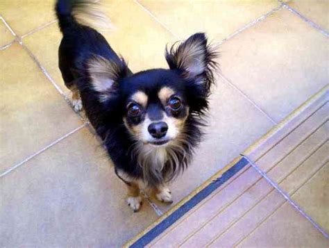 Dog Breed Chihuahua - Dog Breeds