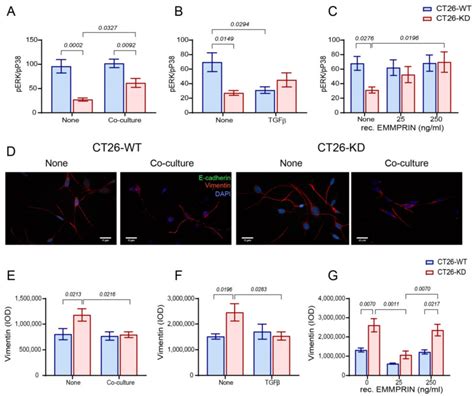 Murine Ct26 Colon Carcinoma Cell Line ATCC Bioz