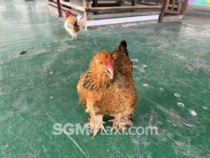 Desaru Alpaca Animal Farm/Zoo (Imported Animal)