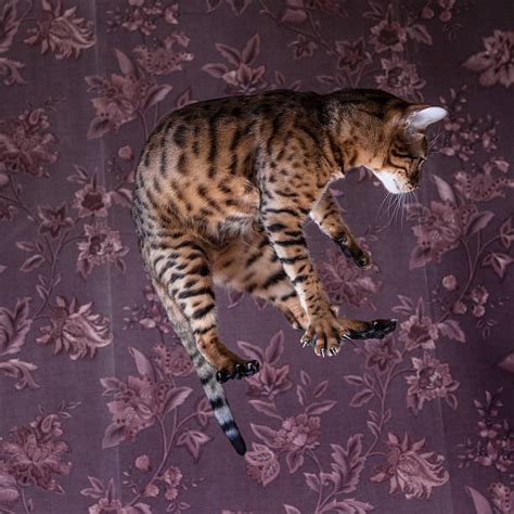 Cat Jumping High Stock Photos, Pictures & Royalty-Free Images - iStock