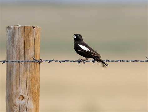 Lark Bunting (male) | BirdForum