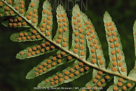 Common Polypody Fern Stock Photo Minden Pictures