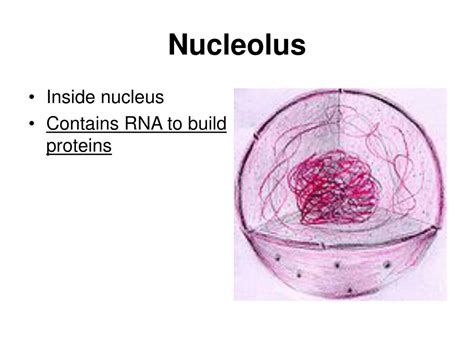 Ppt Cell Theory Powerpoint Presentation Free Download Id1908998