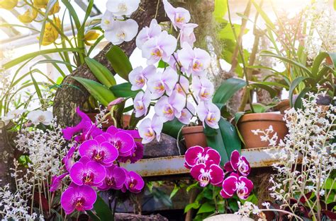 Top 10 Orchid Flower Plants - Types, Uses, And Maintenance – Plantlane