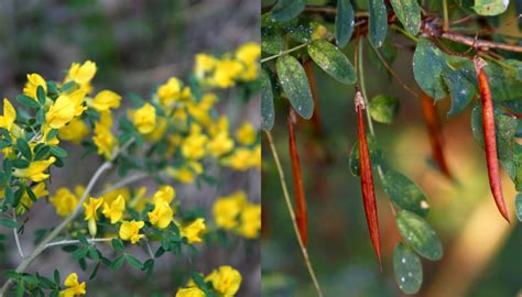 12 Reasons I Added A Siberian Pea Tree To My Garden