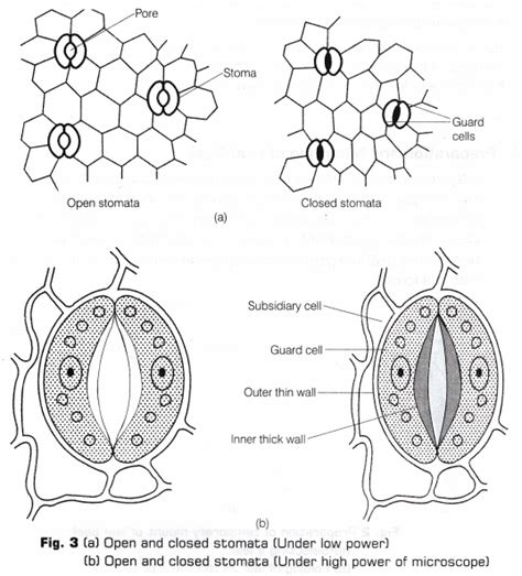 cbse class  science lab manual stomata cbse library