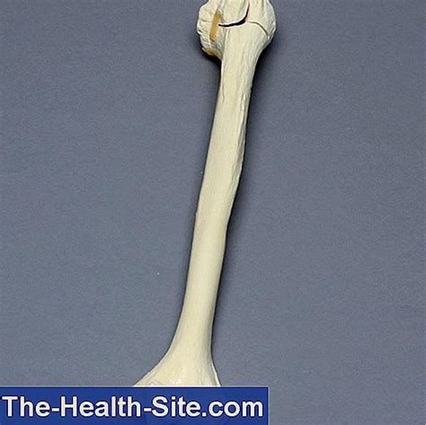 Humerus: Function, Anatomy And Diseases 💊 Scientific-Practical Medical ...