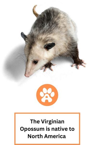 Virginia Opossum | Assorted Animals