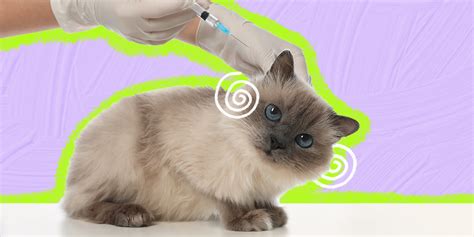 What Is The FVRCP Cat Vaccine? - DodoWell - The Dodo