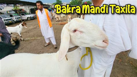 Friday Bakra Mandi Taxila Latest Update Livestock Cattle For Qurbani