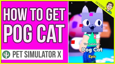 Pog Cat How To Get POG PETS Pet Simulator X Roblox YouTube