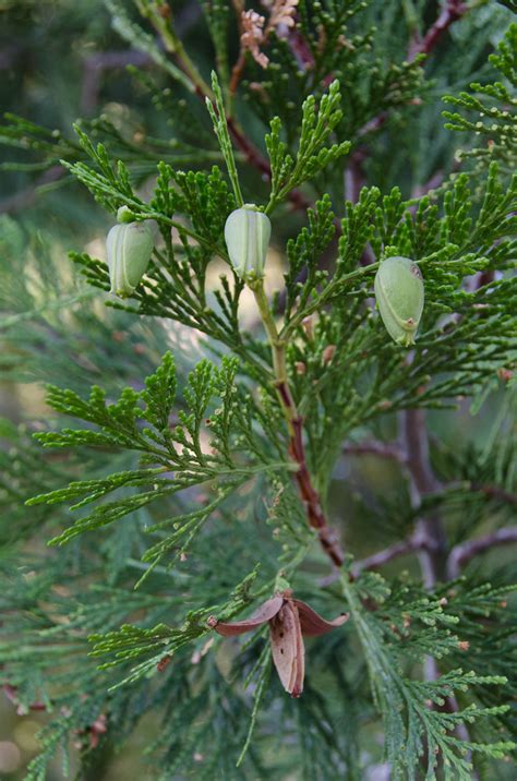 Calocedrus Decurrens Incense Cedar 3 Stuart Wilson Flickr