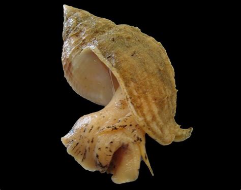 Whelk Ifca North West