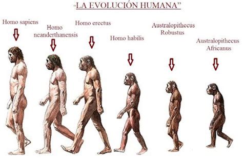 Clasificación De Los Homínidos Evolución Humana Evolucion Evolucion Del Hombre