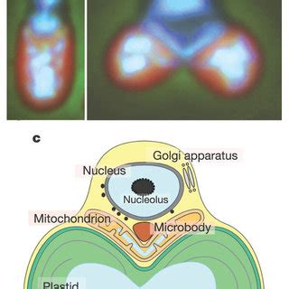 The Unicellular Red Alga C Merolae 10D Phase Contrast Fluorescent