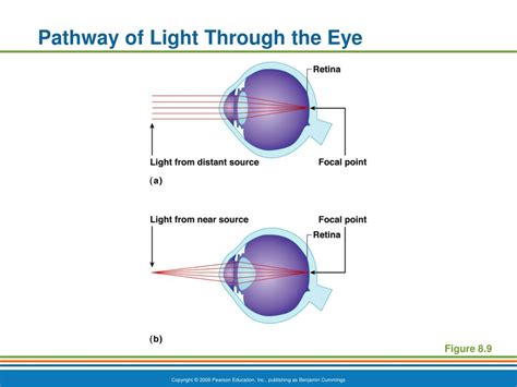 Concept Map The Pathway Of Light Through The Eye