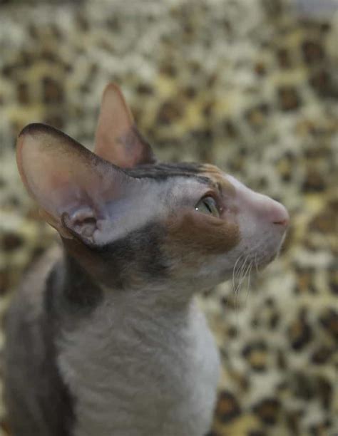 Why Your Cornish Rex Cat Is Unique - Discover Now