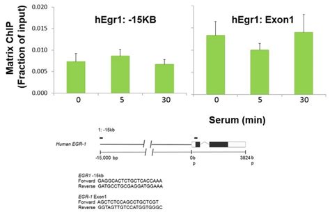 Anti-NFKB1 / NF-Kappa-B Antibody | Mouse anti-Human Monoclonal | LSBio 