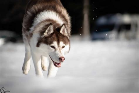 Husky De Sibérie Incroyable Chien Surprenant Origine Comportement