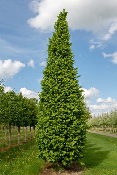 Carpinus Betulus Frans Fontaine Upright Hornbeam Nature First