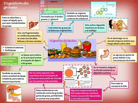 Blog De Fisiología Básica De Rogelio Eduardo Enriquez Lopez Digestion De Lipidos