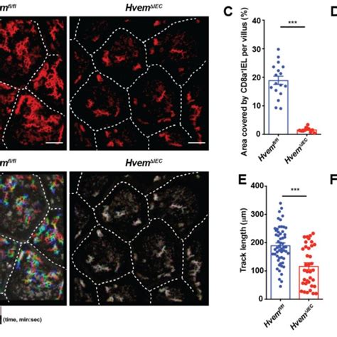 Epithelial Hvem Is Required For Cd Aa Iet A Total Iel Numbers In