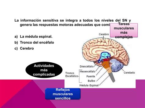 Funciones Motoras De La Medula Espina Lreflejos Medulares PPT