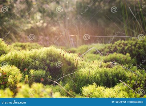 Moss And Heather Plants In The Countryside Highlands Stock Photo