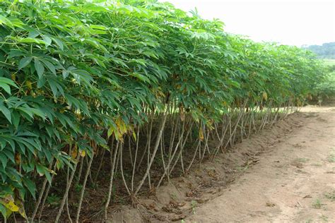 Cassava Cultivation Planting To Harvest FarmPays 2024