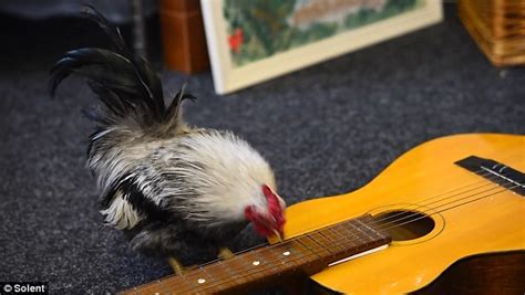 Move Over Alice Cooper The Rooster Performs Impressive Guitar Solo