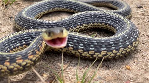 Cute Little 🐍 Garter Snake Doesnt Want To Be On Camera Youtube