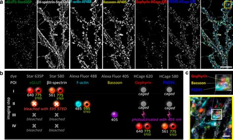 Six Color Fluorescence Microscopy 5 STED 1 Confocal In Fixed Rat