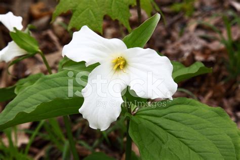 Trillium Flower Stock Photo | Royalty-Free | FreeImages