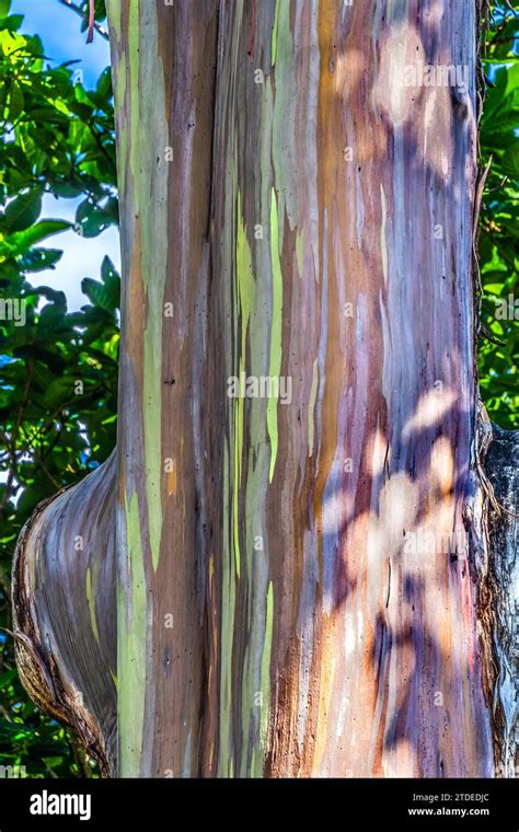 Hawaii Rainbow Eucalyptus Tree Tree Hi Res Stock Photography And Images