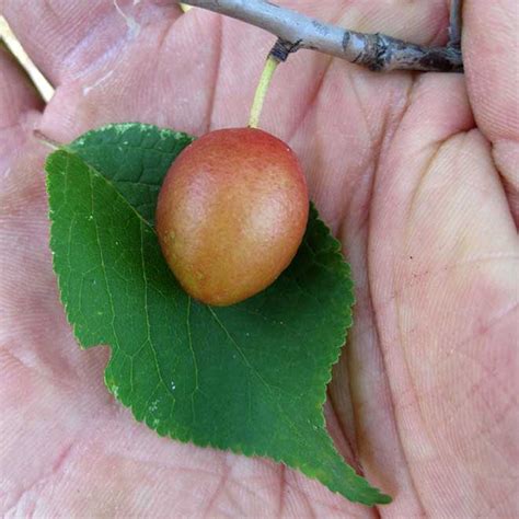 Como Plantar Ameixa Ameixeira Prunus Subg Prunus