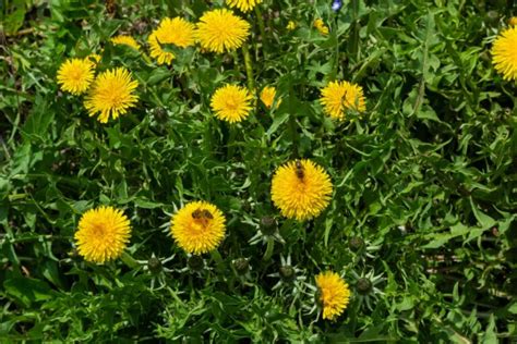 How To Prevent And Control Weeds Jung Seed Gardening Blog