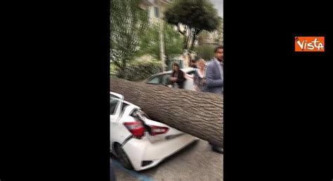 Maltempo A Napoli Albero Si Abbatte Su Palazzo E Distrugge Le Auto In