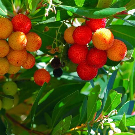 How To Grow The Strawberry Tree Arbutus Unedo The Garden Of Eaden